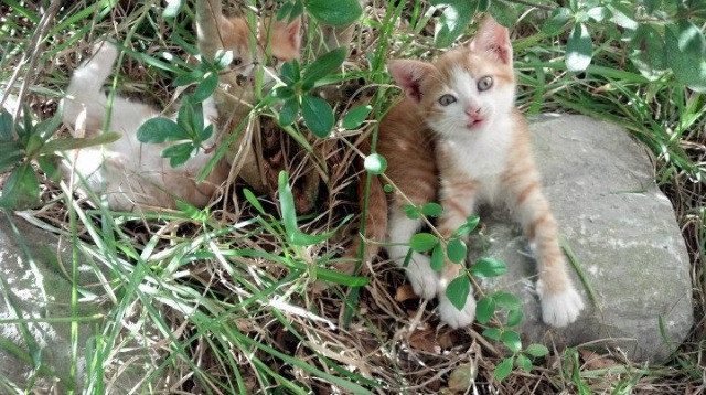 逆风飞扬：用勇气逆天改命的足球战士，逆风飞扬下一句