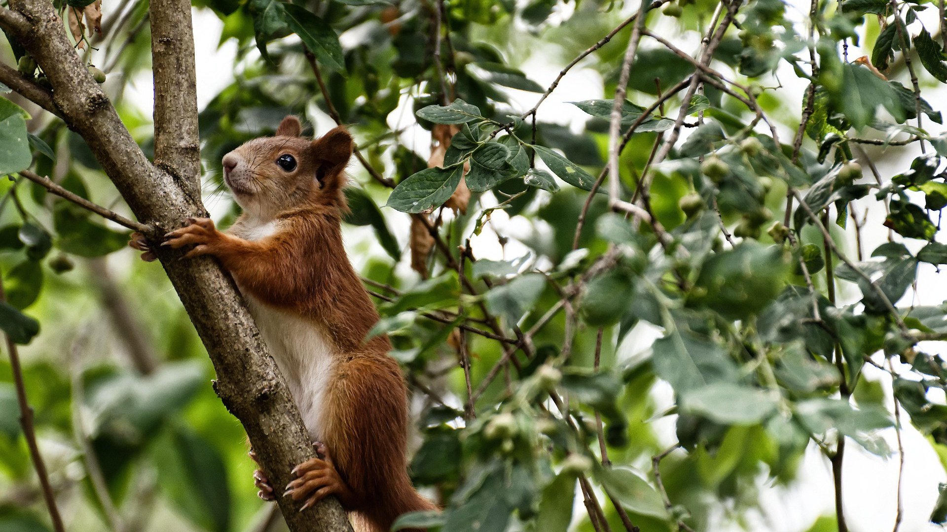 塞维利亚主场大胜,再次显露实力,塞维利亚又夺冠了