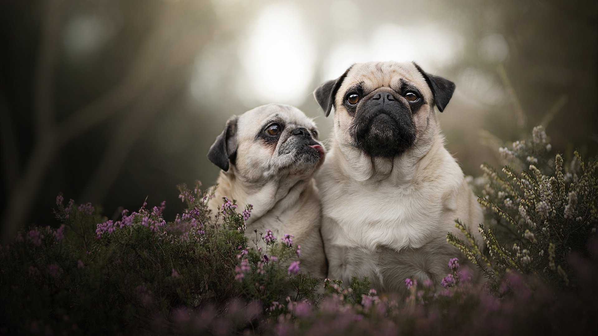 意外拳击选手无缘决赛,拳击意外死亡