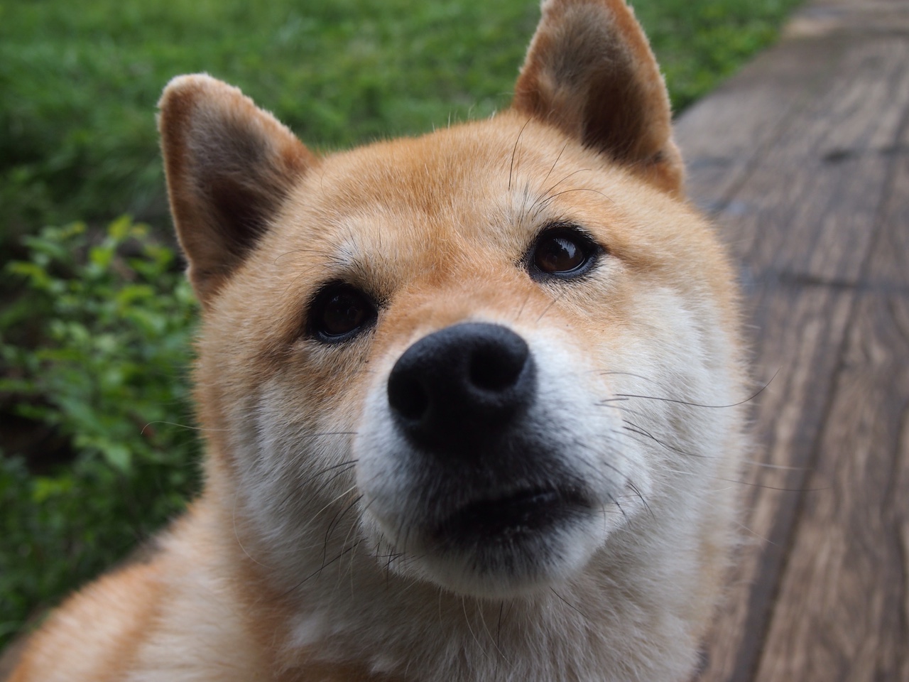 那不勒斯客场战平桑普多利亚，难求一胜，那不勒斯近期战绩