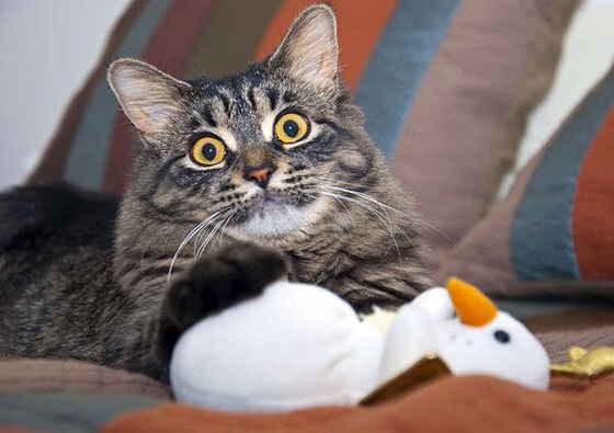 中小学体育教师教学方法创新实践，中小学体育教师教学方法创新实践研究