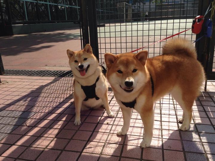 体育场馆设施智能化升级,体育场馆设施智能化升级方案