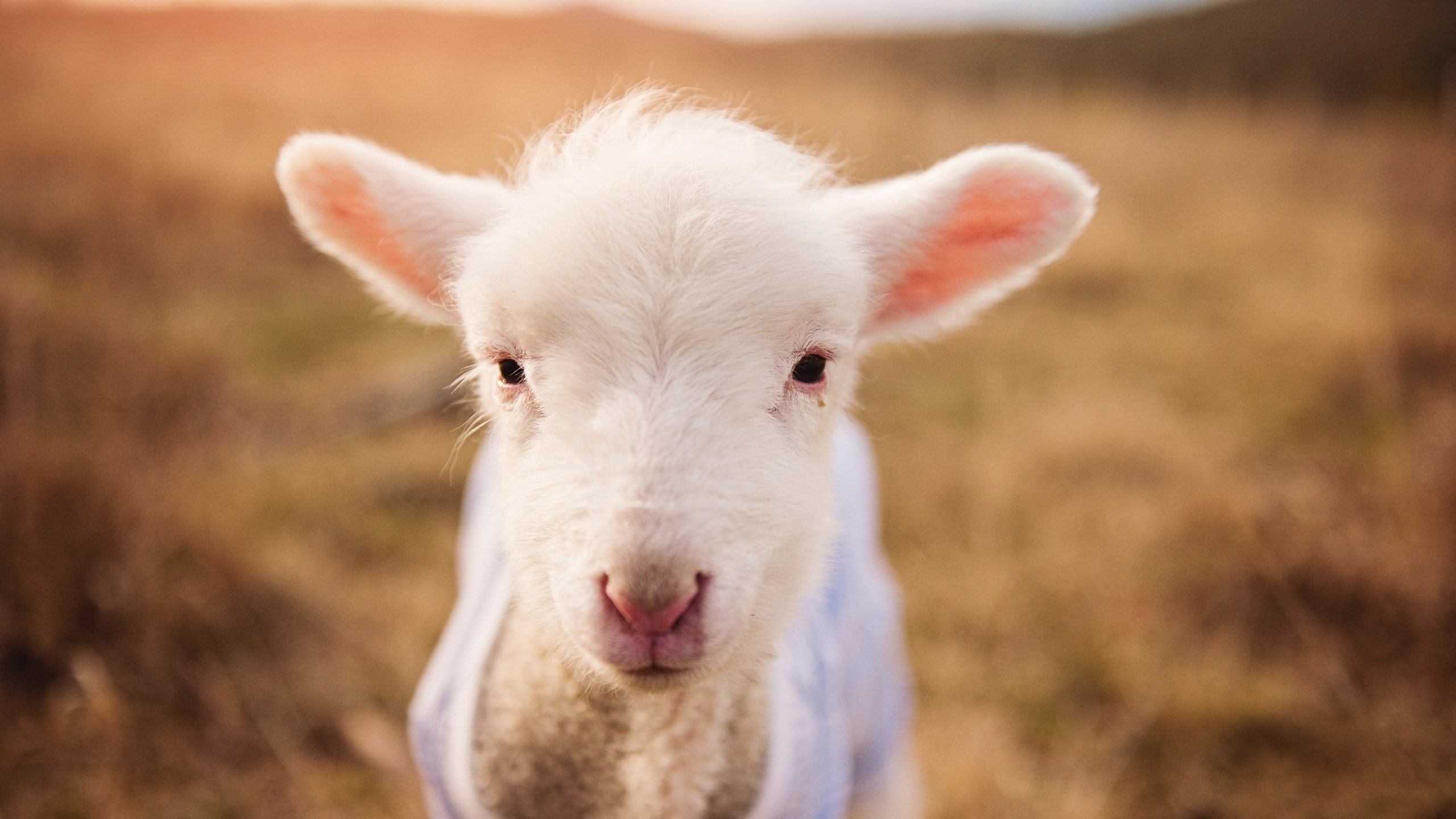 全国攀岩公开赛高水平选手齐聚一堂,攀岩资格赛