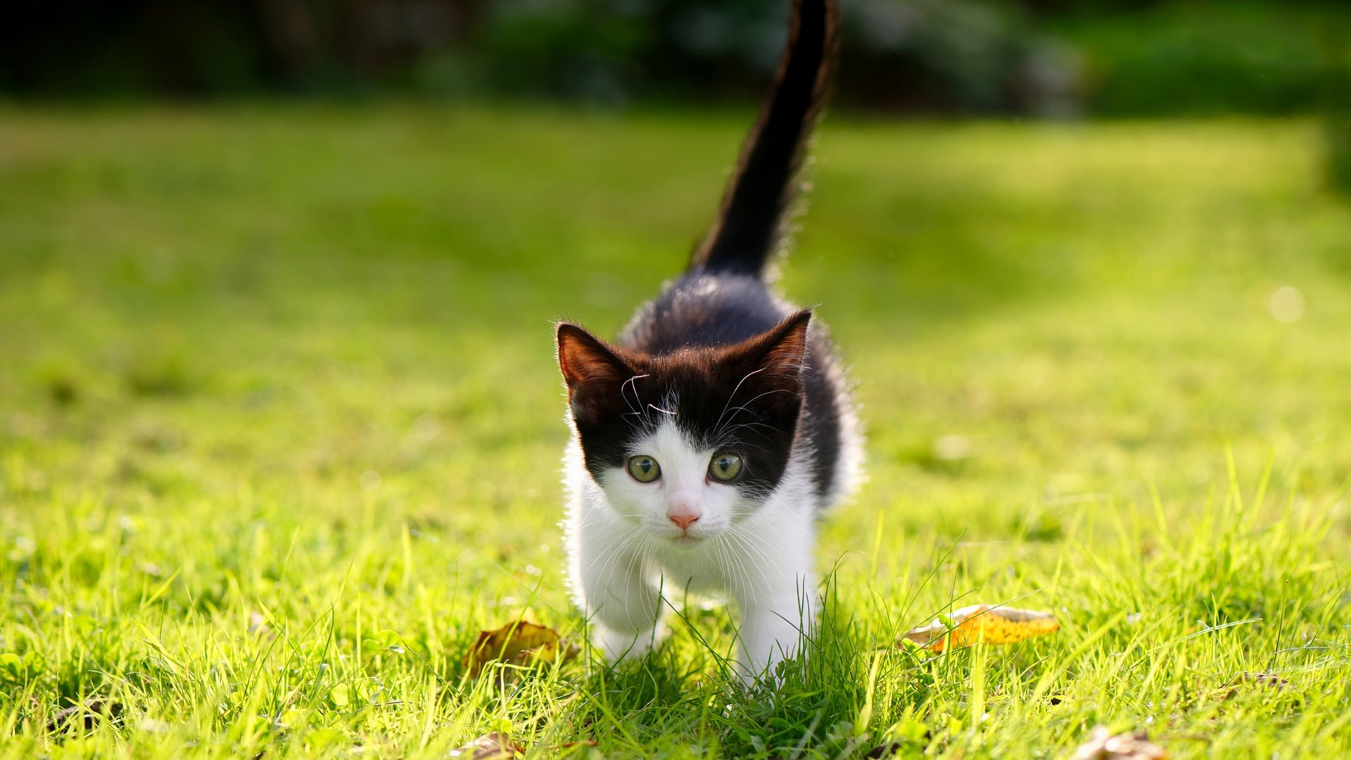 沉稳控场与疯狂突破两种风格的对比