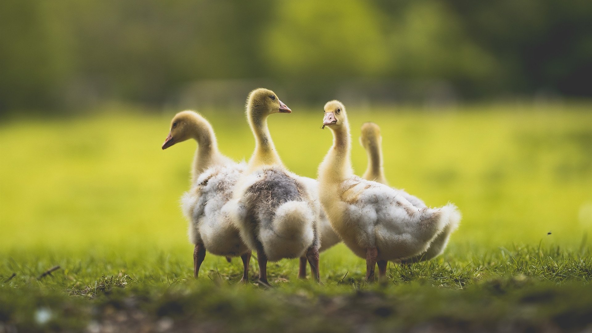 联盟中最常通过节奏变化掌控比赛的战术,英雄联盟节奏思路