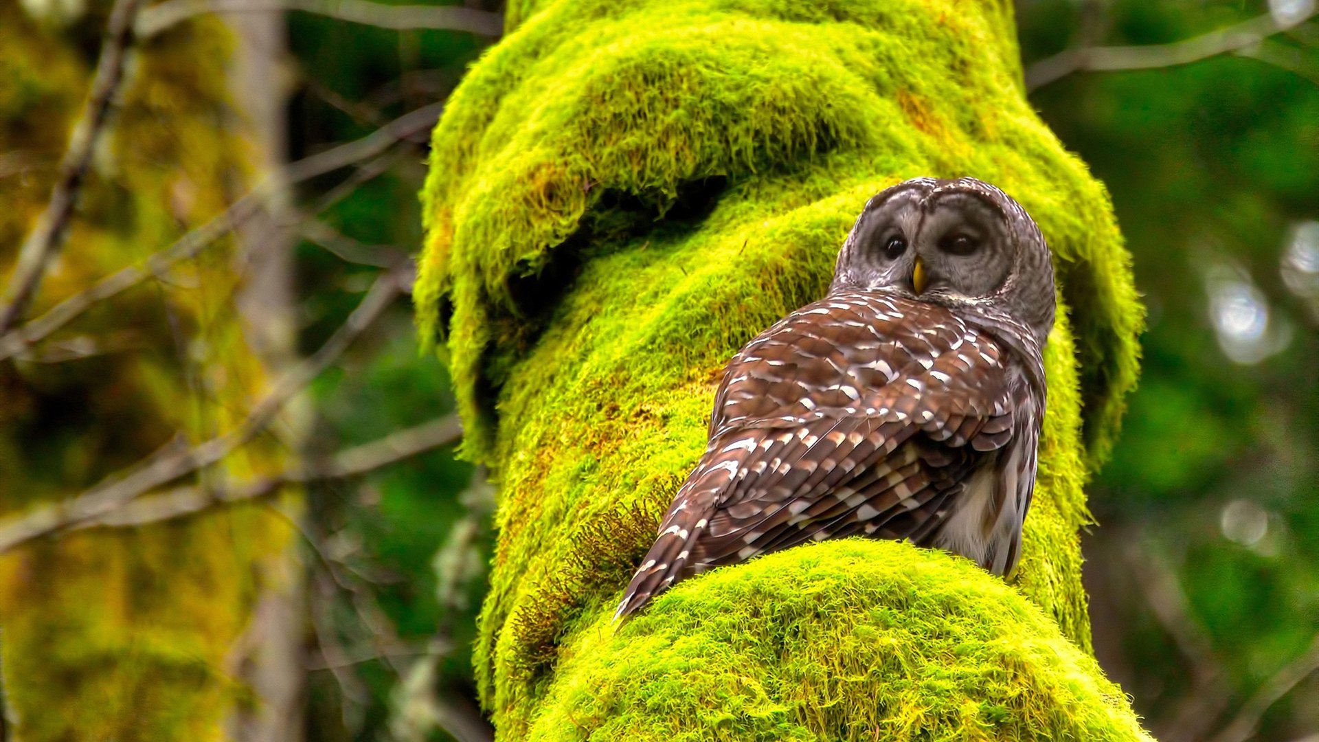 女子田径锦标赛冠军诞生,女子田径锦标赛冠军诞生于哪一年