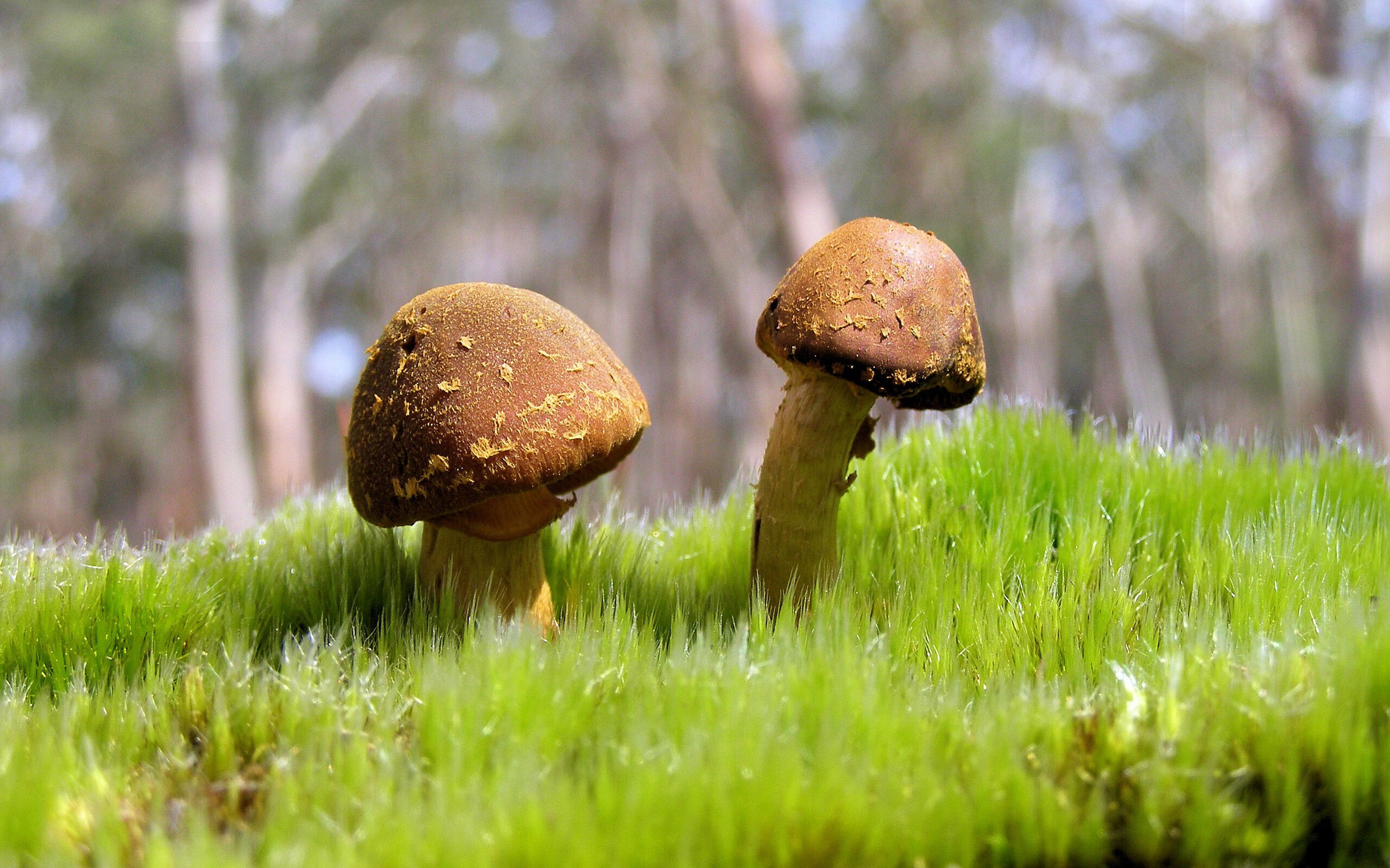 尼尔·巴特尔的防守智慧,为袋鼠队带来更多成功机会,尼尔巴特莱特