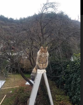 李娜参加访谈节目谈母亲角色,李娜en