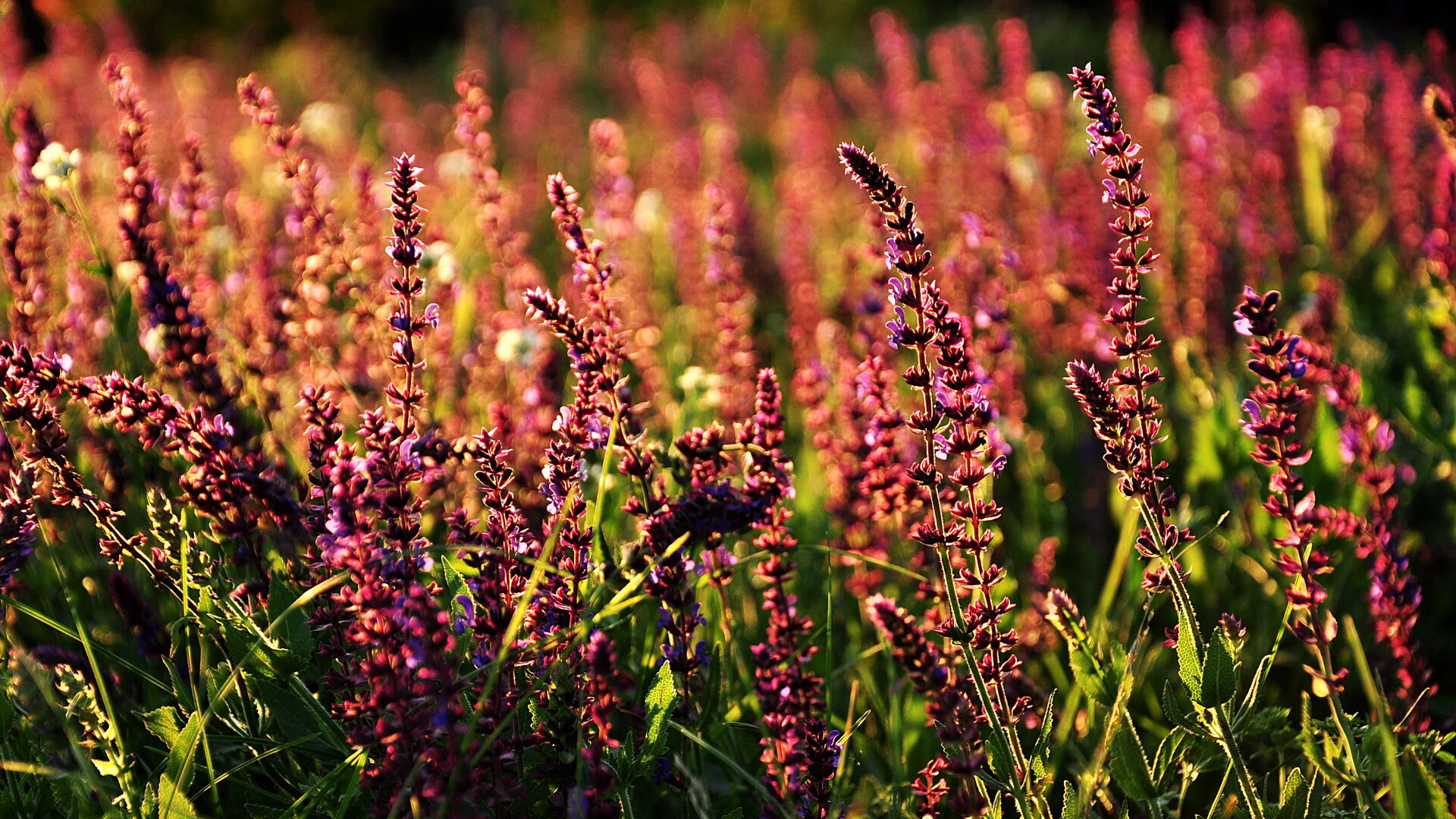 法国橄榄球的战术创新推动全球发展潮流，法国橄榄球和美国橄榄球一样吗